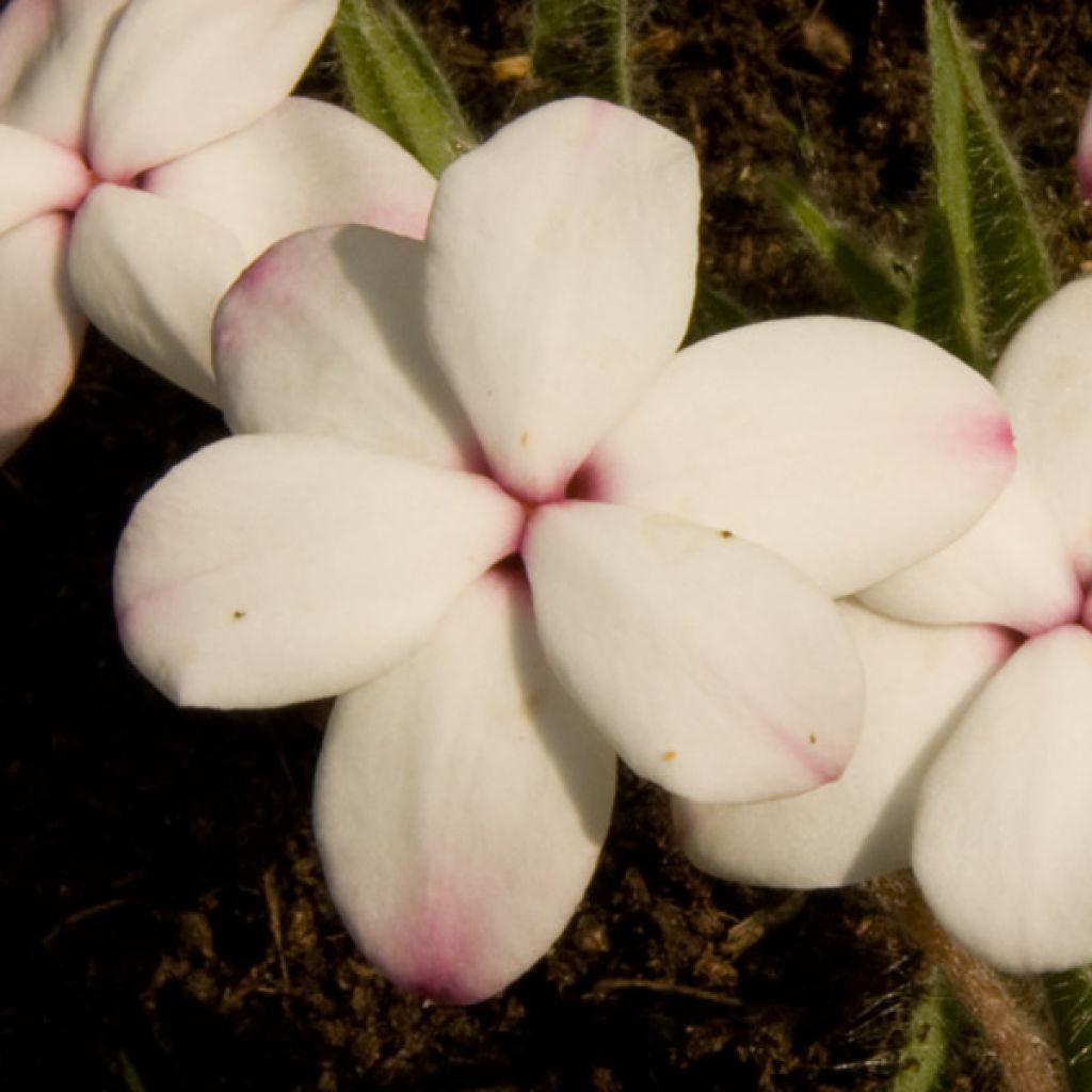 Rhodohypoxis White Princess