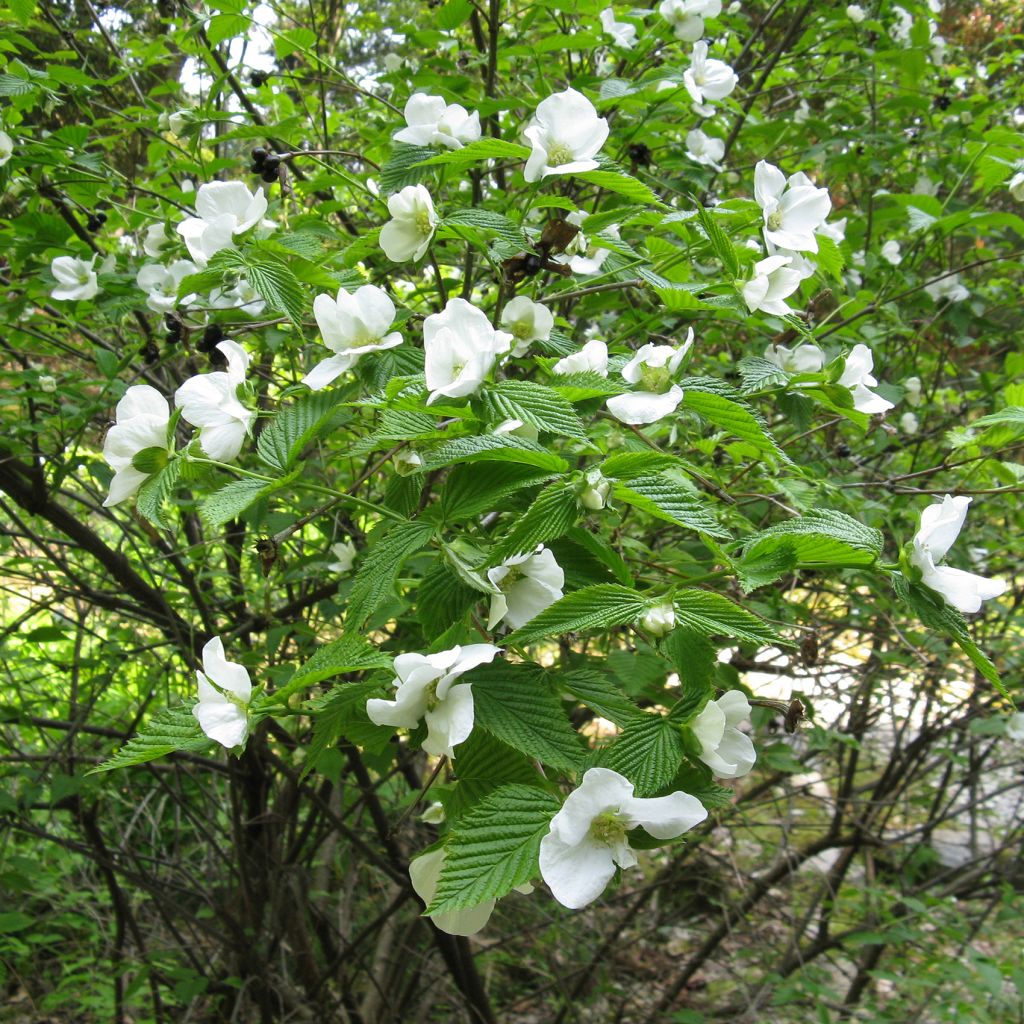 Rhodotypos scandens - Faux corète