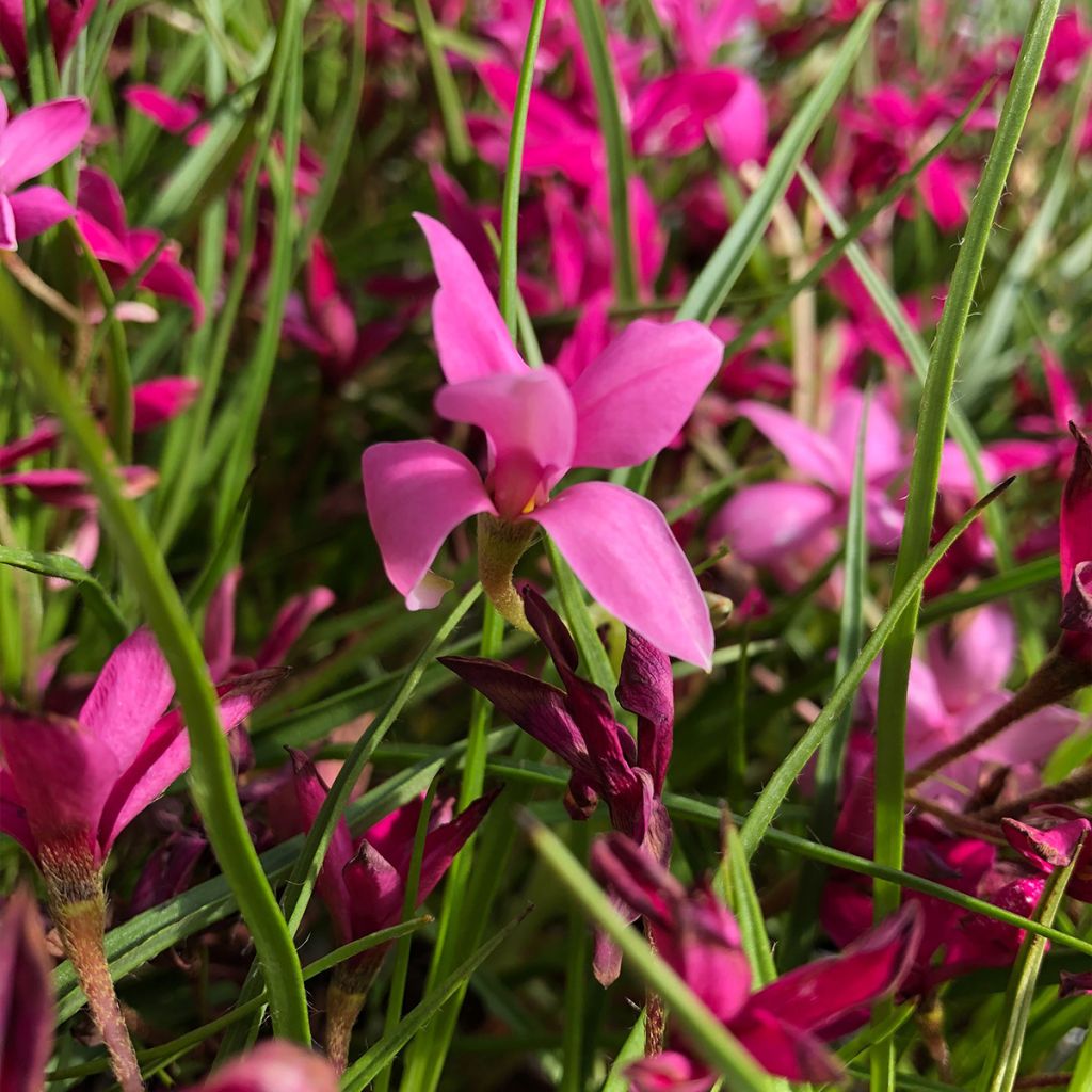 Rhodohypoxis Beverly