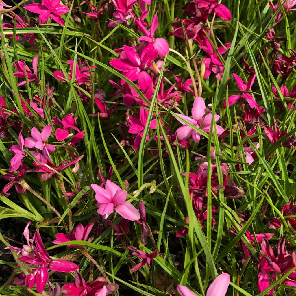 Rhodohypoxis Beverly