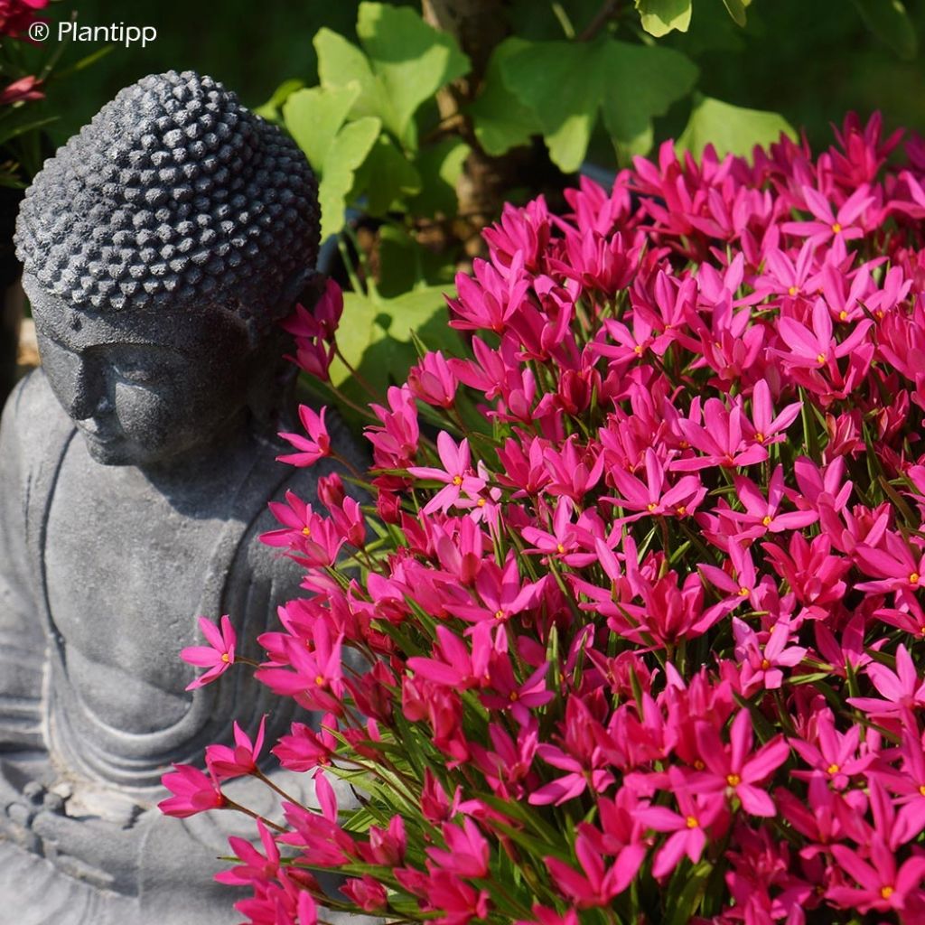 Rhodohypoxis Fairytale - Rhodoxis