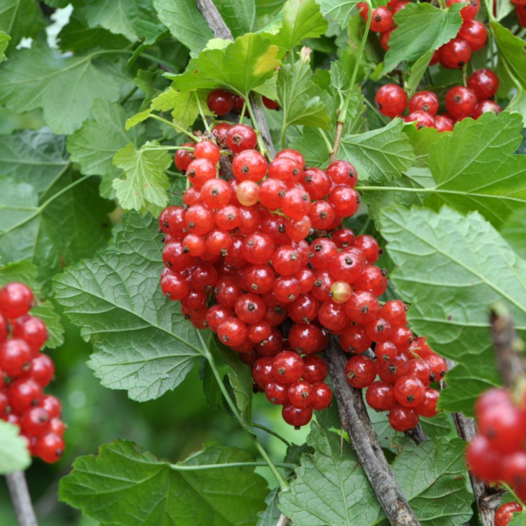 Groseillier à grappes Rotet - Ribes rubrum