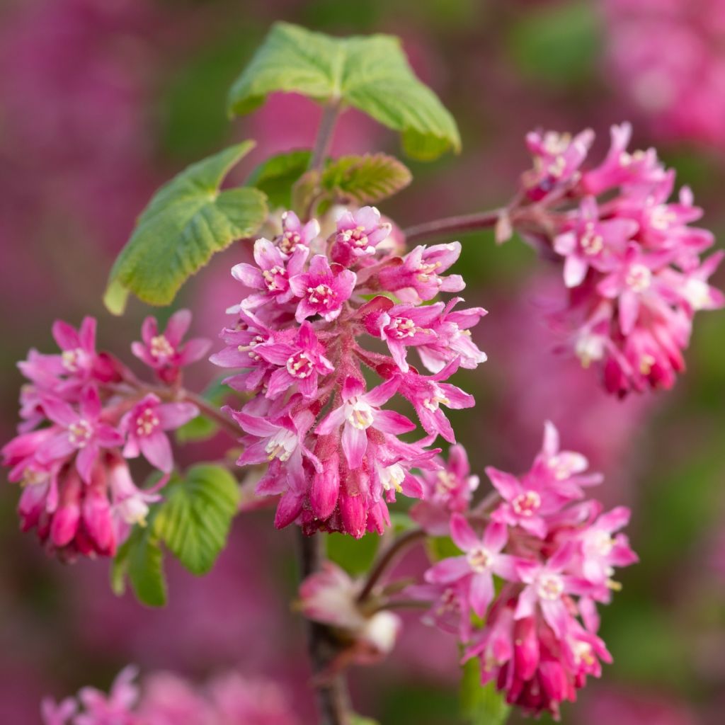 Ribes sanguineum - Grosellero de invierno