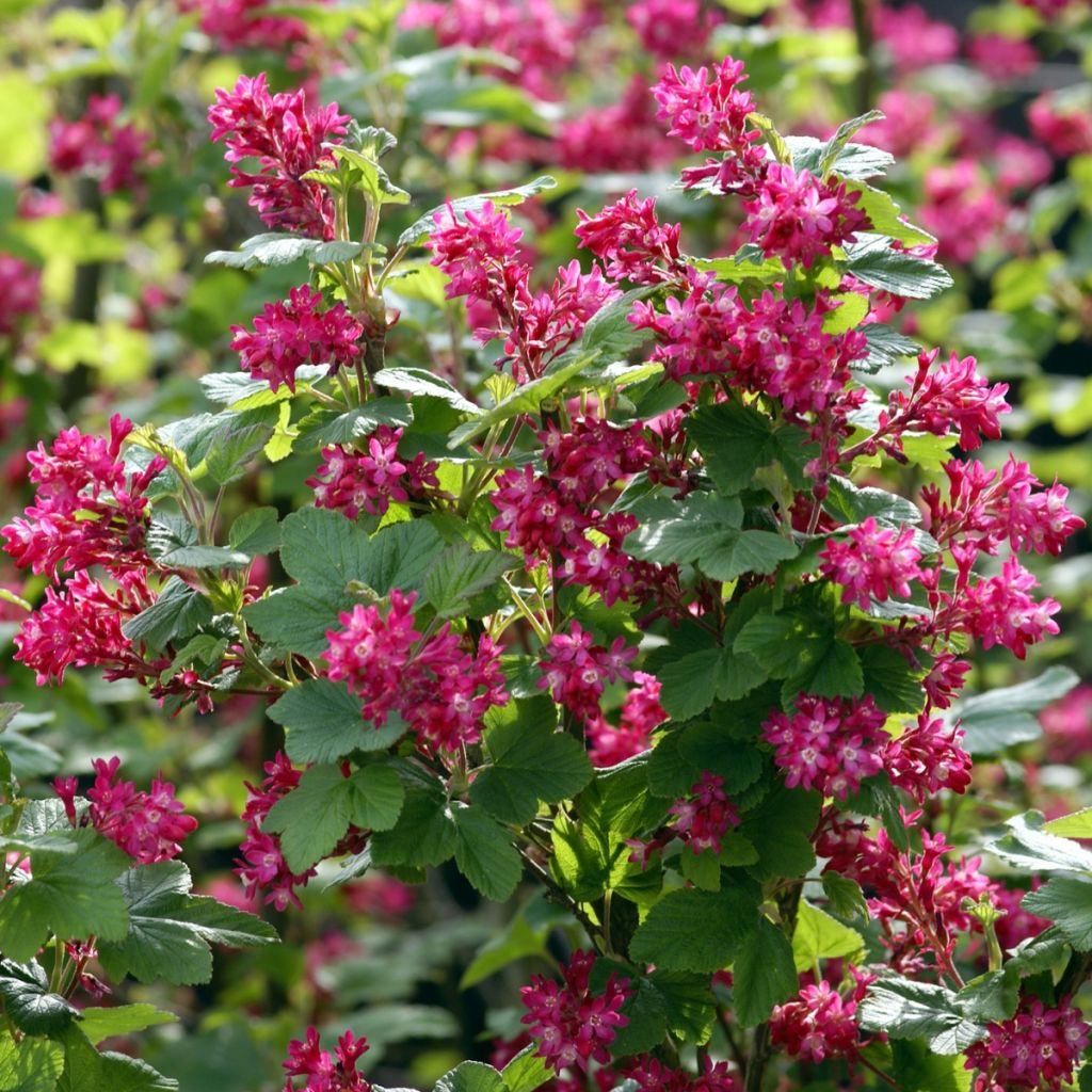 Ribes sanguineum - Grosellero de invierno