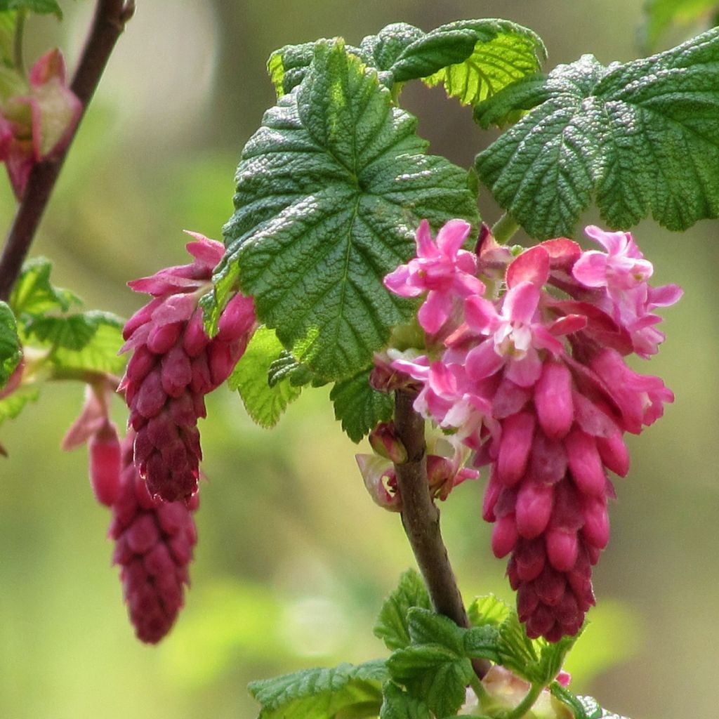 Ribes sanguineum - Grosellero de invierno