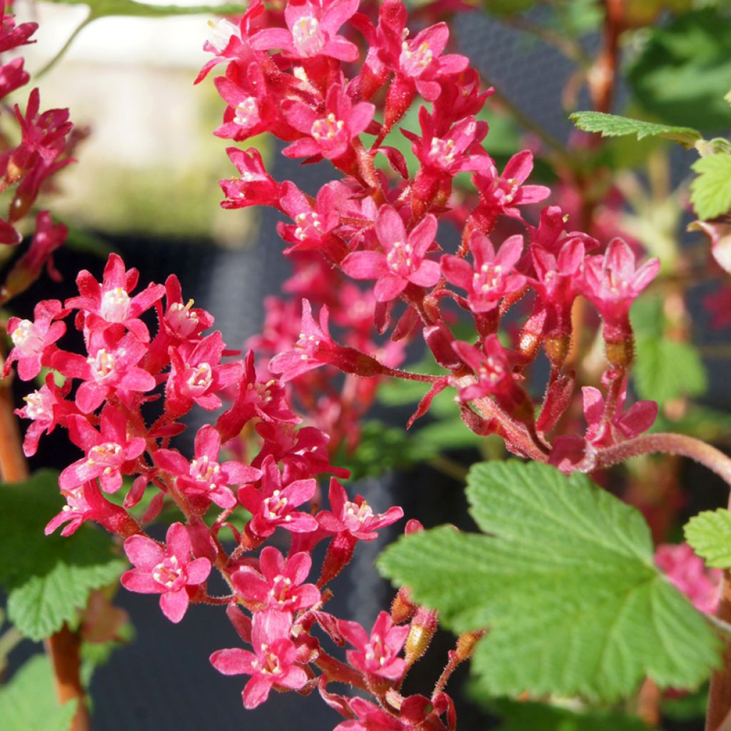 Ribes sanguineum Johannie PinkPomp - Groseillier à fleurs