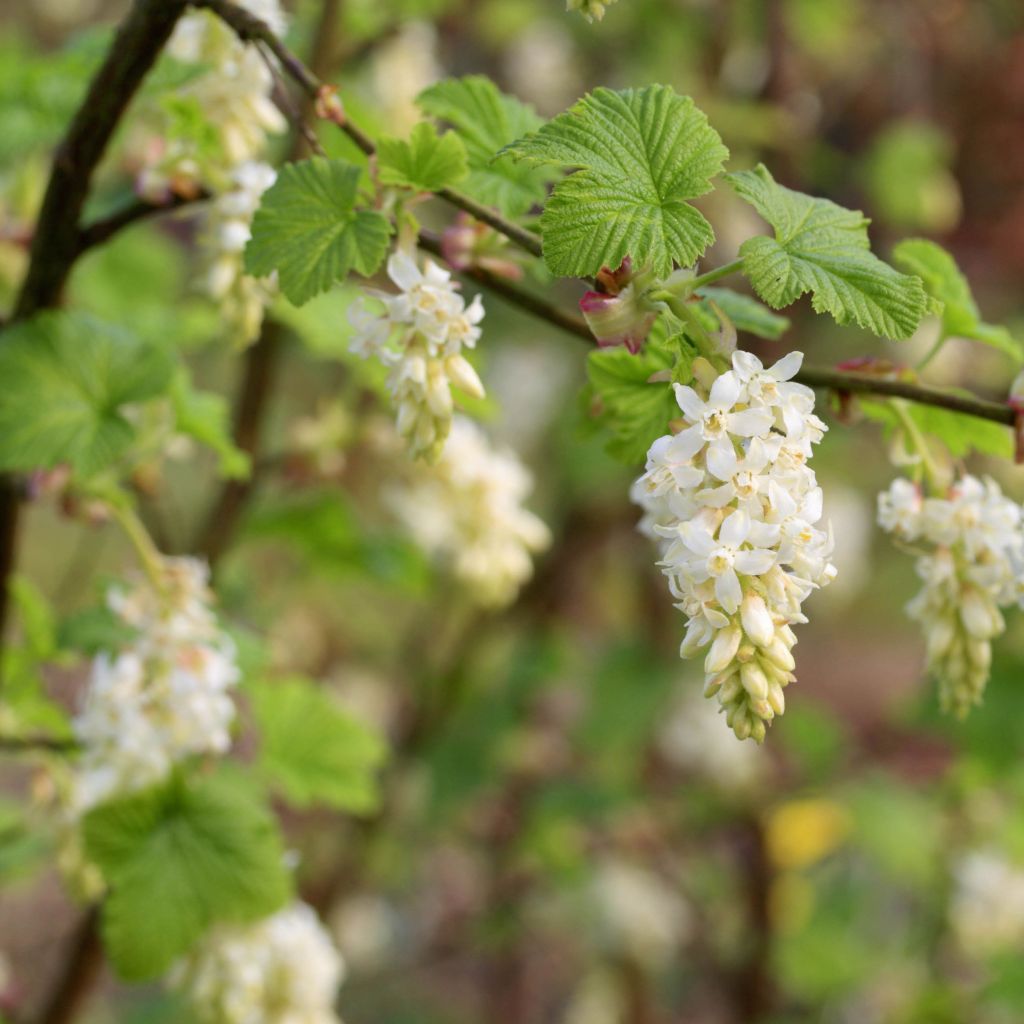 Ribes sanguineum White Icicle - Groseillier à fleurs blanches