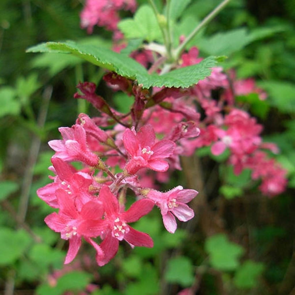 Ribes sanguineum - Grosellero de invierno