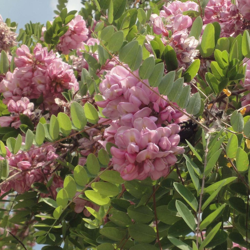 Robinia hispida Rosea - Acacia rose.