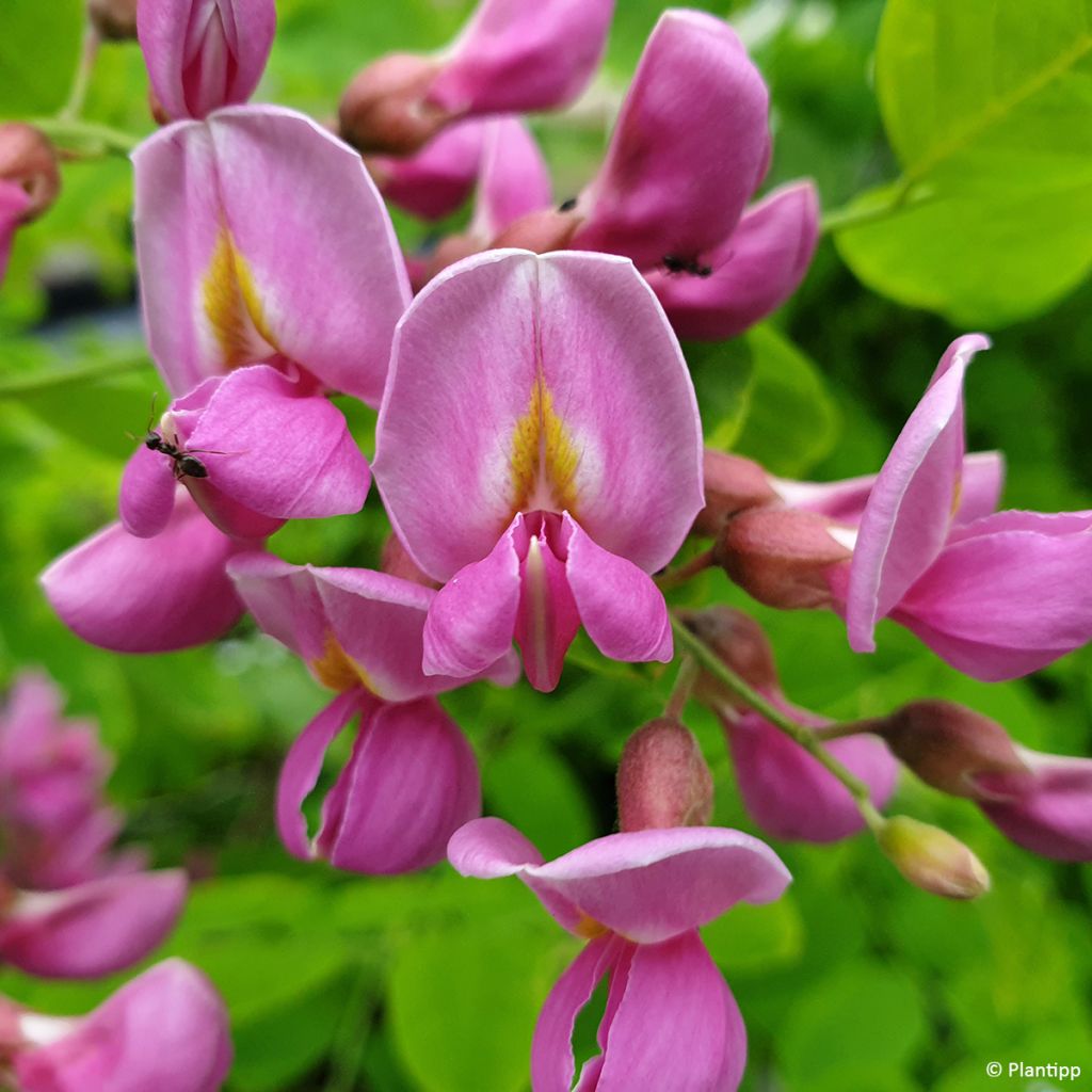 Robinia margaretta Georgia da Torino - Acacia falsa