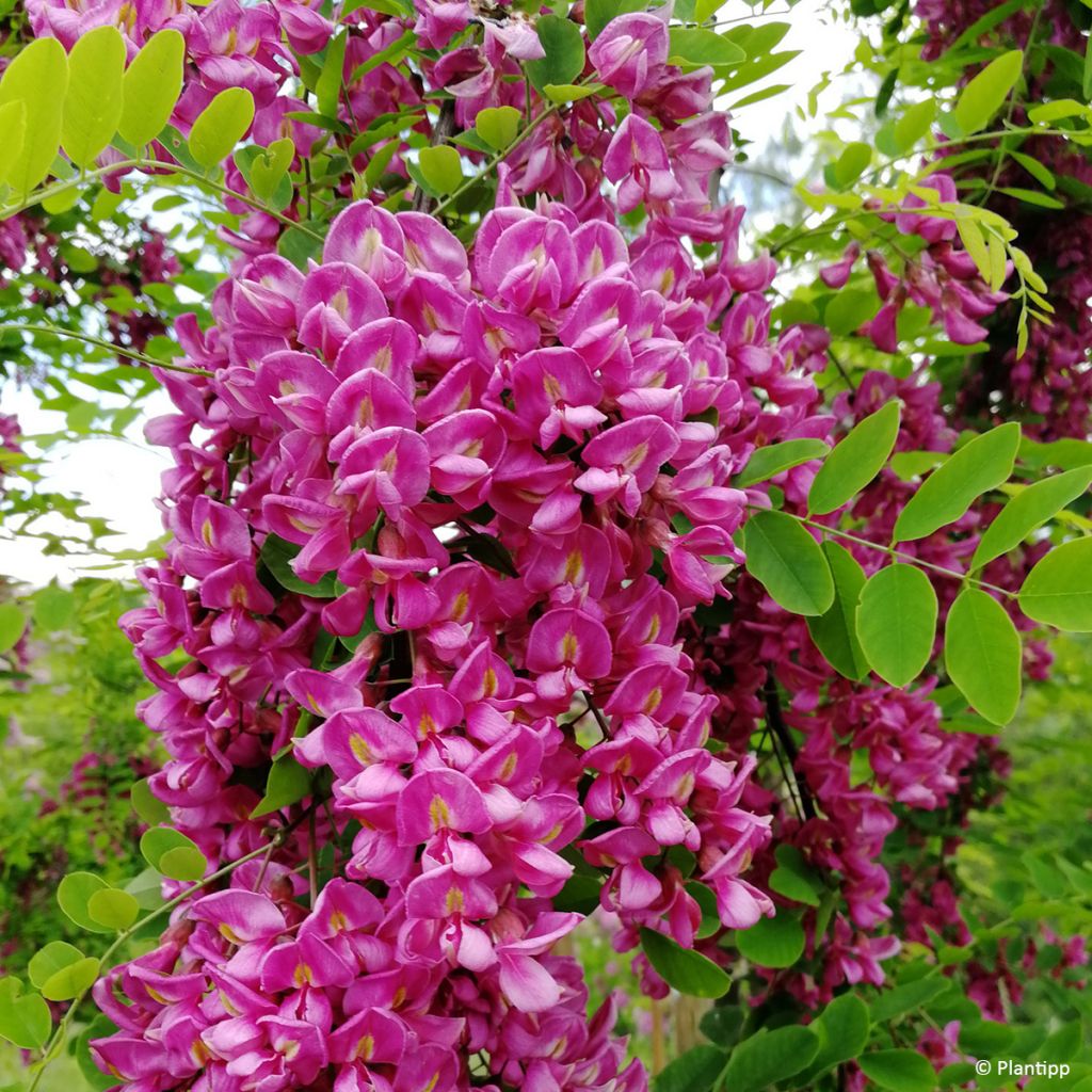 Robinia margaretta Georgia da Torino - Acacia falsa