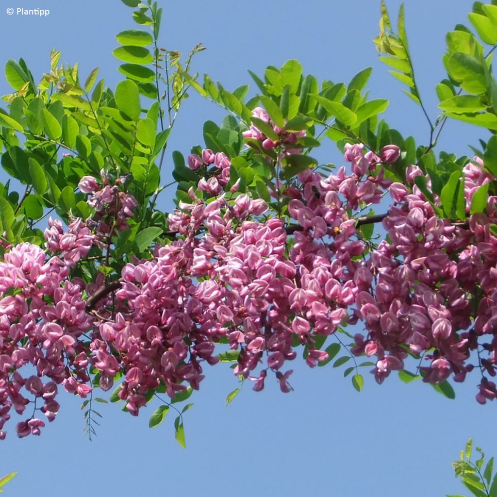 Robinia margaretta Georgia da Torino - Acacia falsa