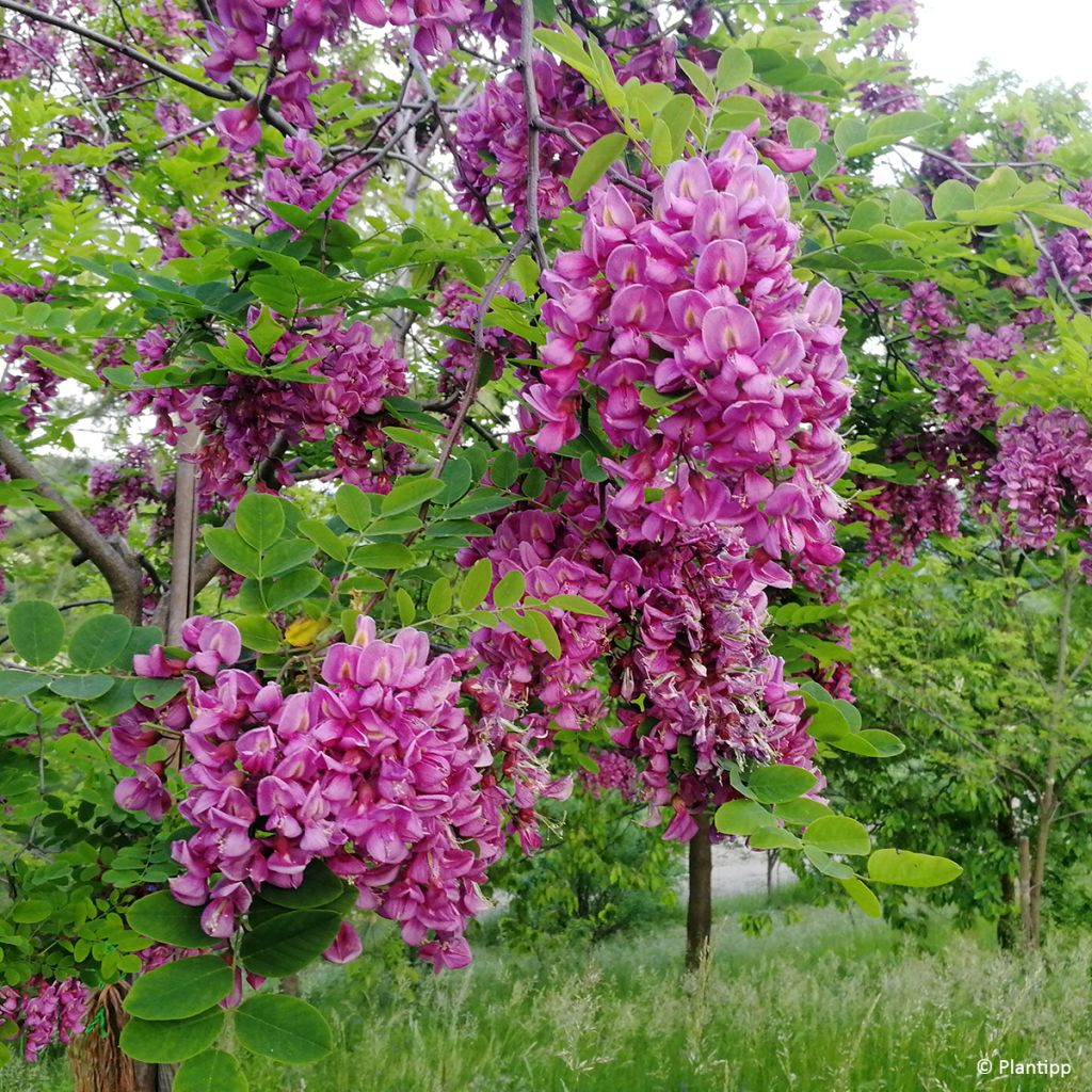 Robinia margaretta Georgia da Torino - Acacia falsa