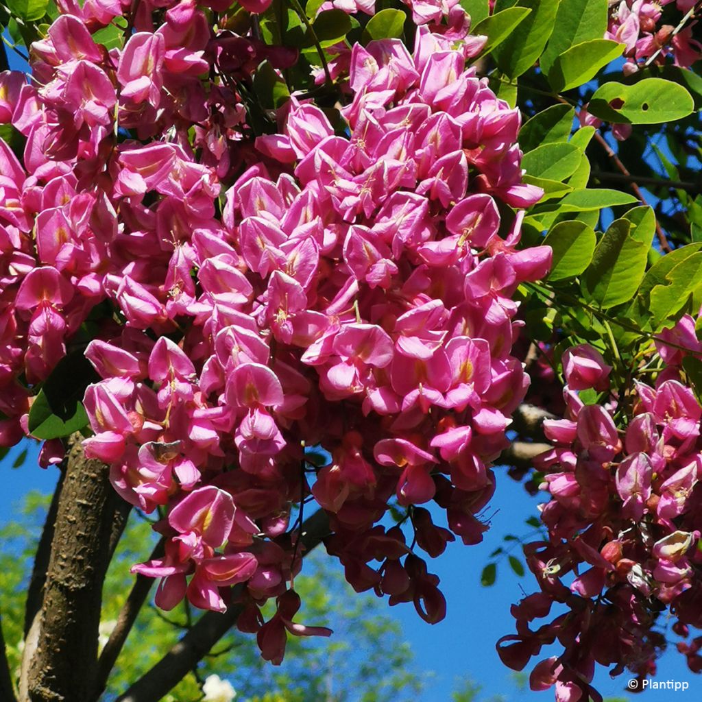 Robinia margaretta Georgia da Torino - Acacia falsa