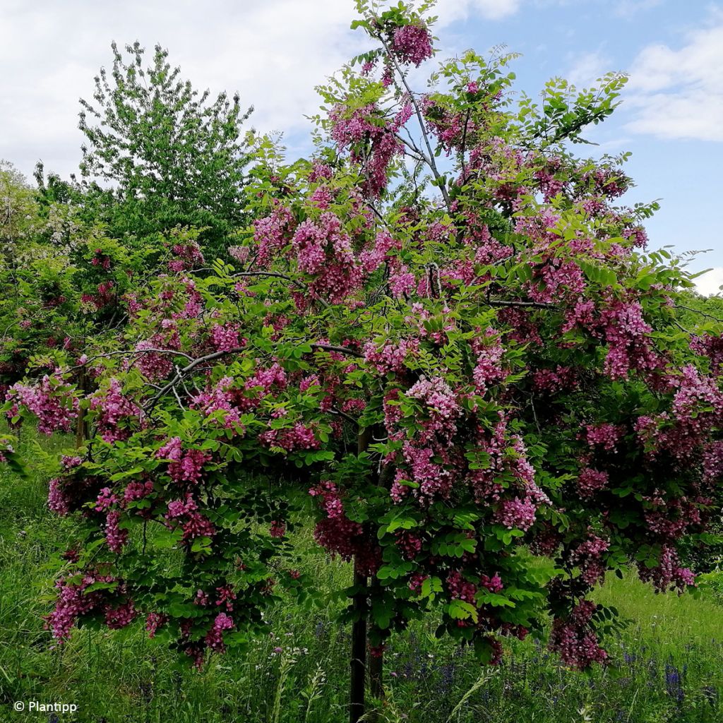 Robinia margaretta Georgia da Torino - Acacia falsa