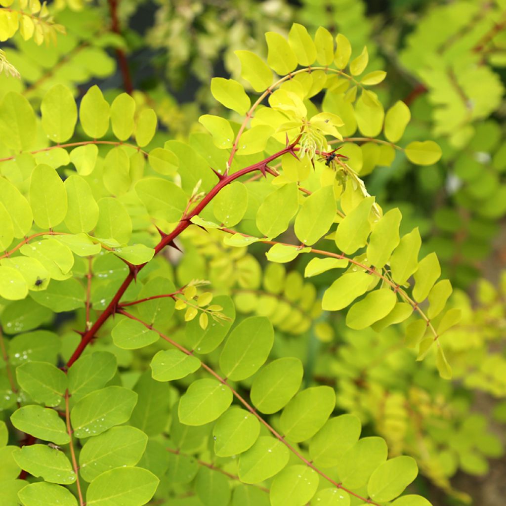 Robinia pseudoacacia Altdorf - Falsa acacia