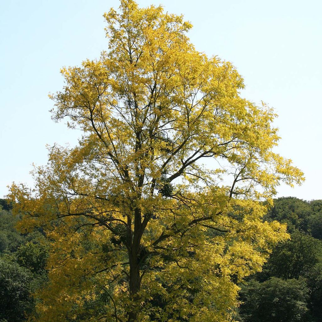 Robinia pseudoacacia Frisia - Falsa acacia