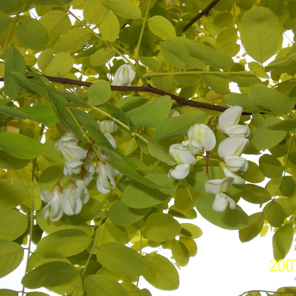 Robinia pseudoacacia Frisia - Falsa acacia