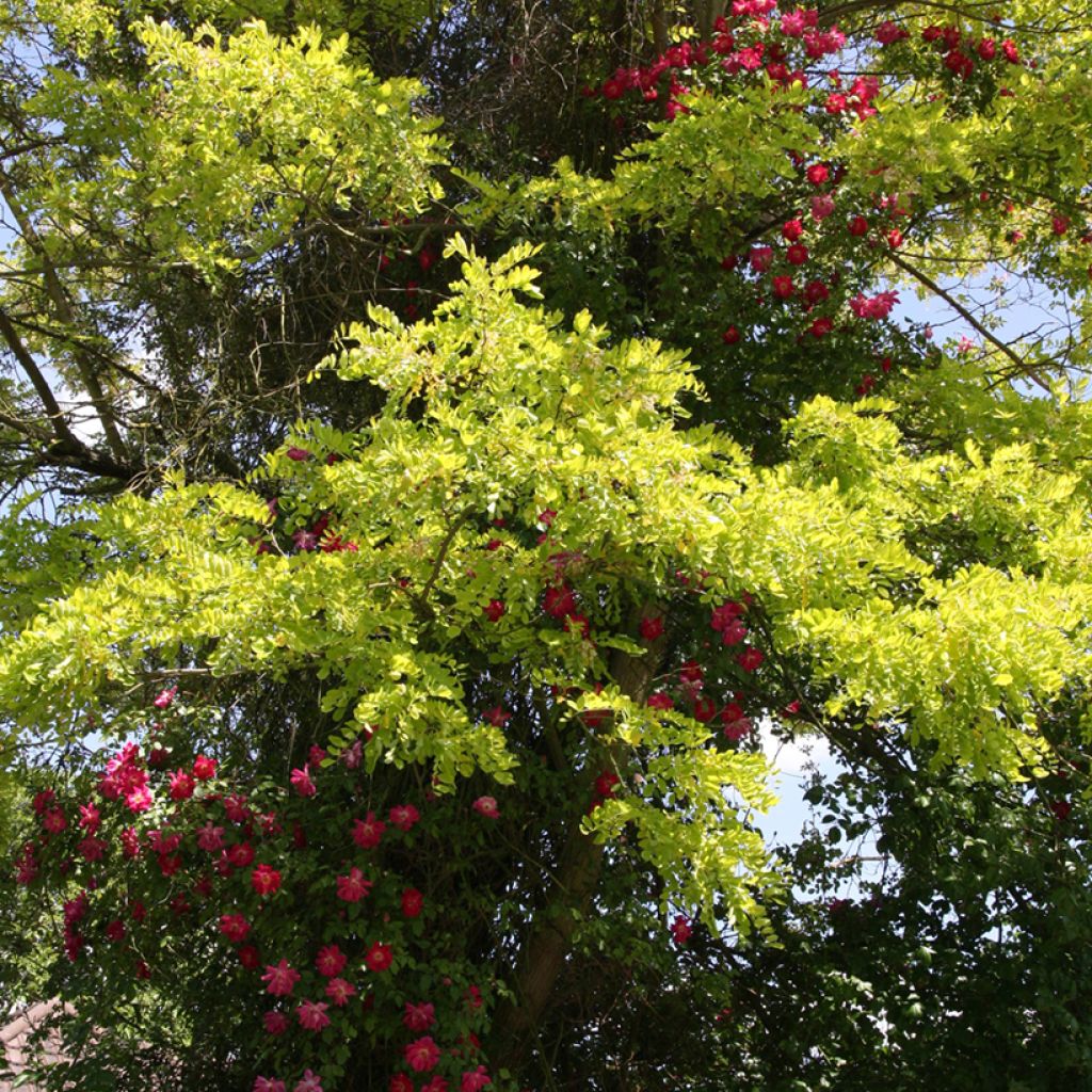 Robinia pseudoacacia Frisia - Falsa acacia