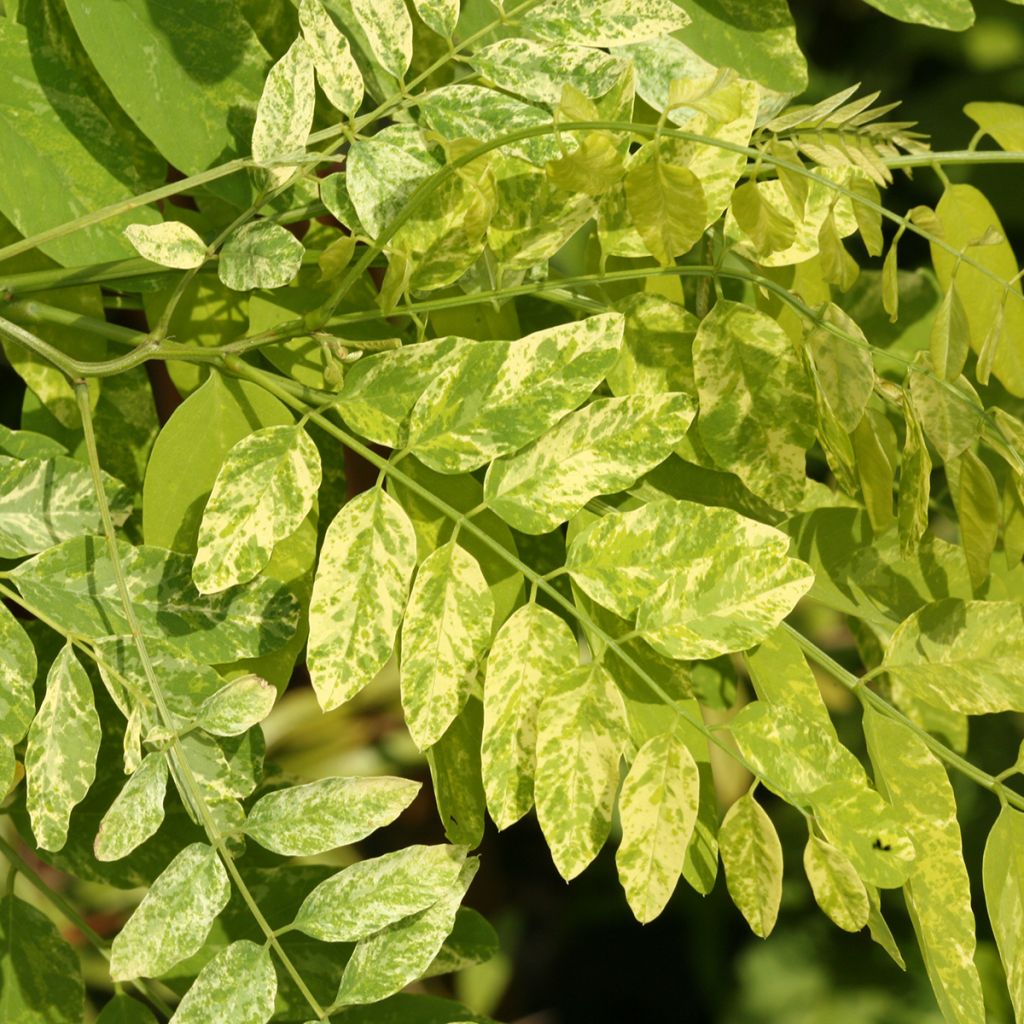 Robinia pseudoacacia Karolina Zamoyska - Falsa acacia