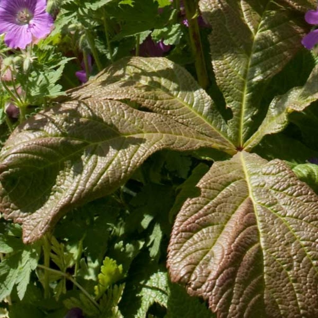 Rodgersia aesculifolia