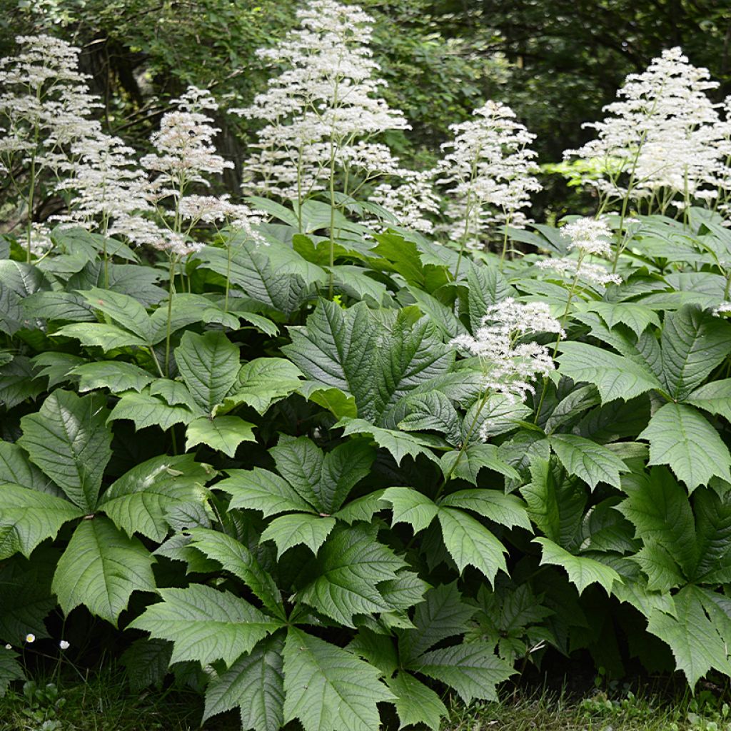 Rodgersia La Blanche