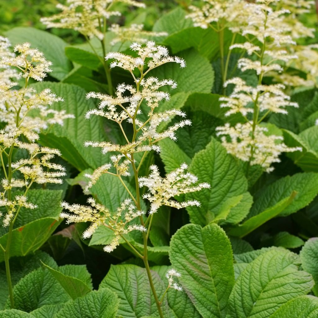 Rodgersia aesculifolia