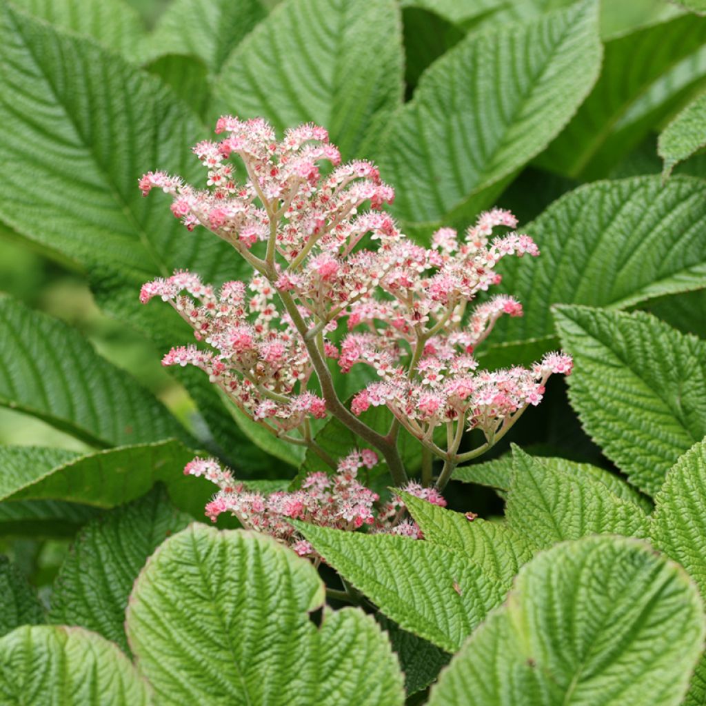 Rodgersia aesculifolia var. henrici