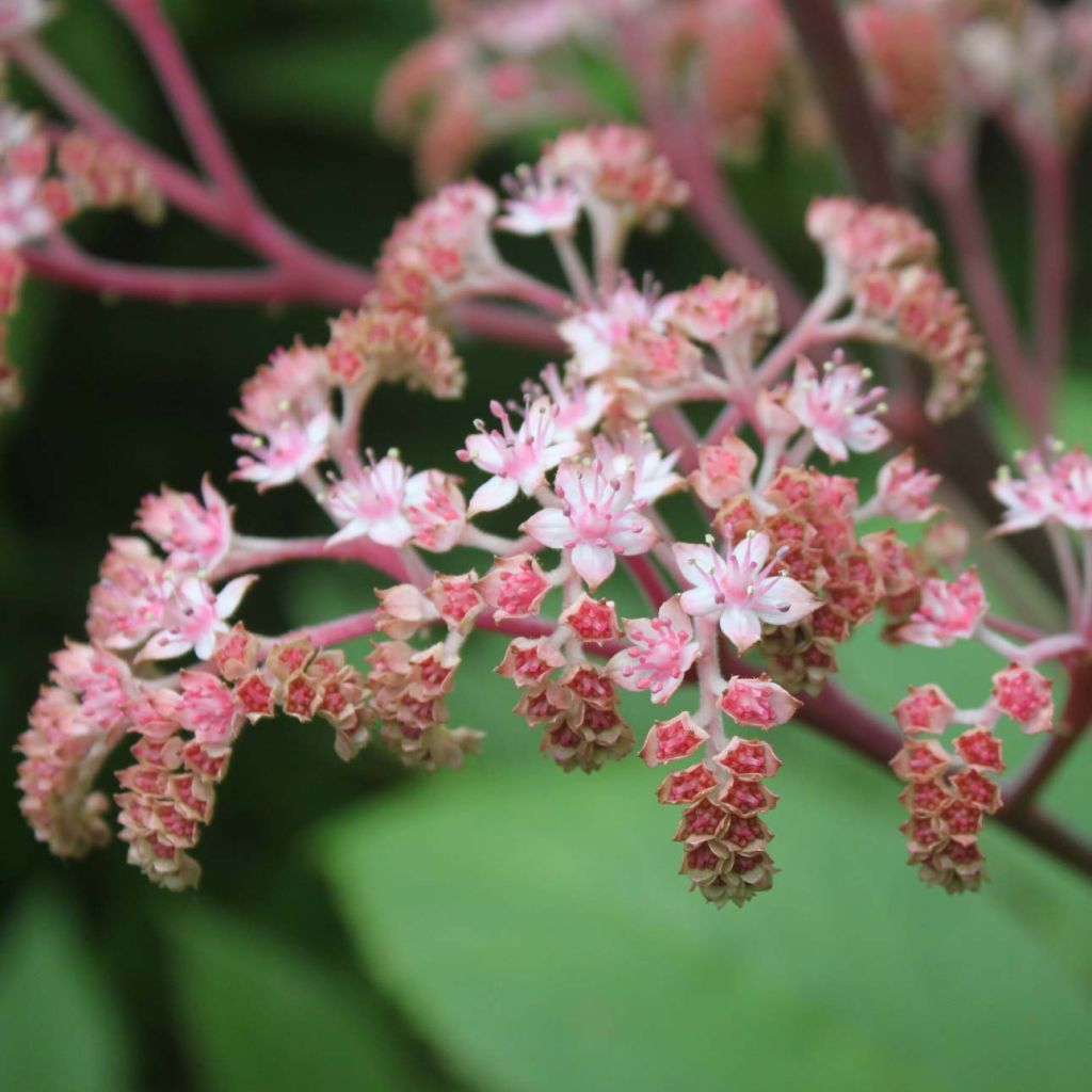 Rodgersia pinnata Elegans