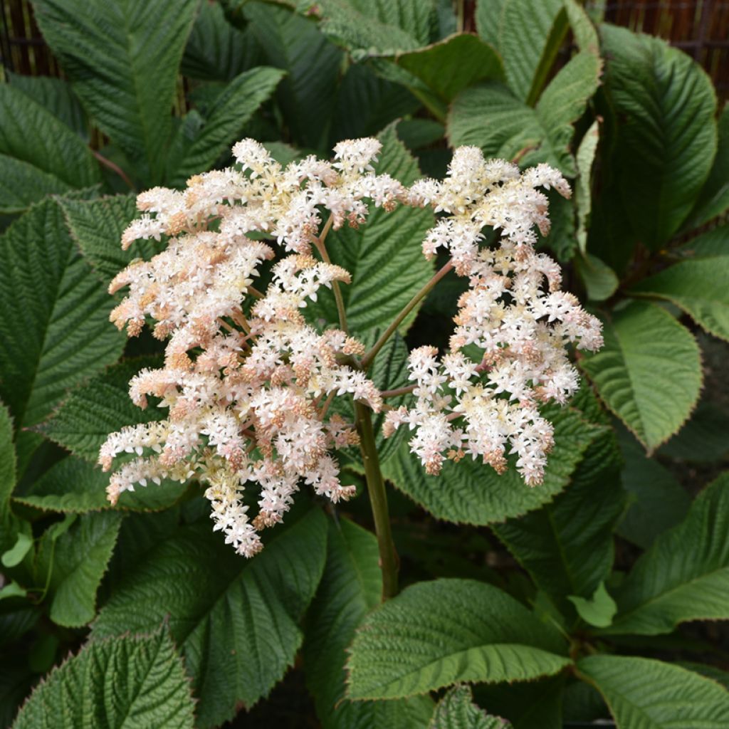 Rodgersia pinnata