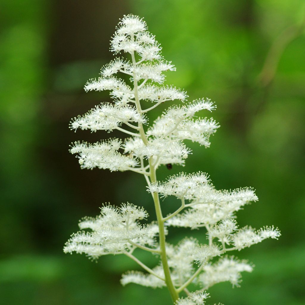 Rodgersia podophylla