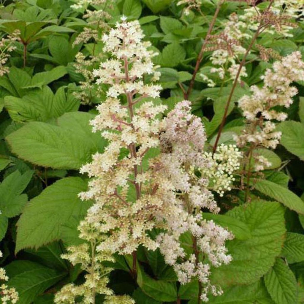 Rodgersia sambucifolia