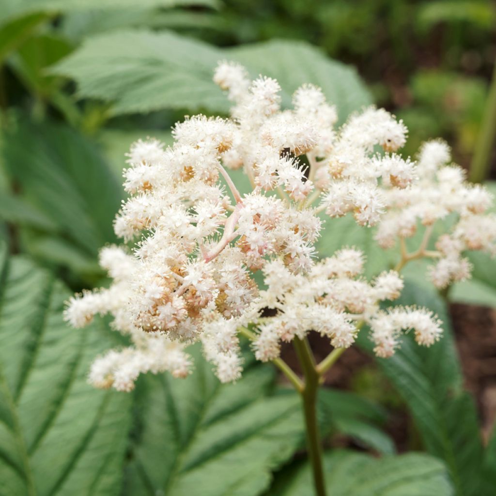 Rodgersia sambucifolia