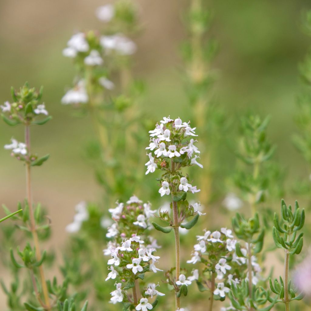 Romero Albiflorus