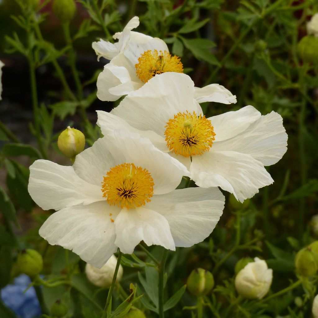 Romneya coulteri - Arbol de las amapolas