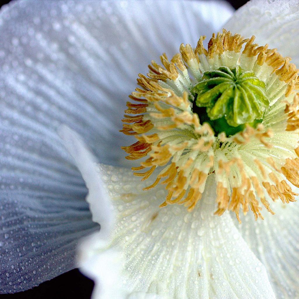 Romneya coulteri - Arbol de las amapolas