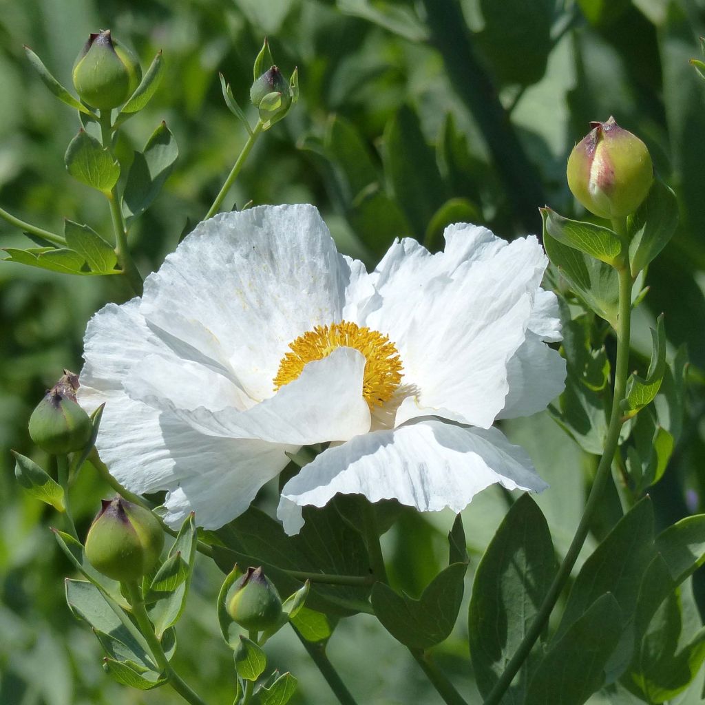 Romneya coulteri - Arbol de las amapolas