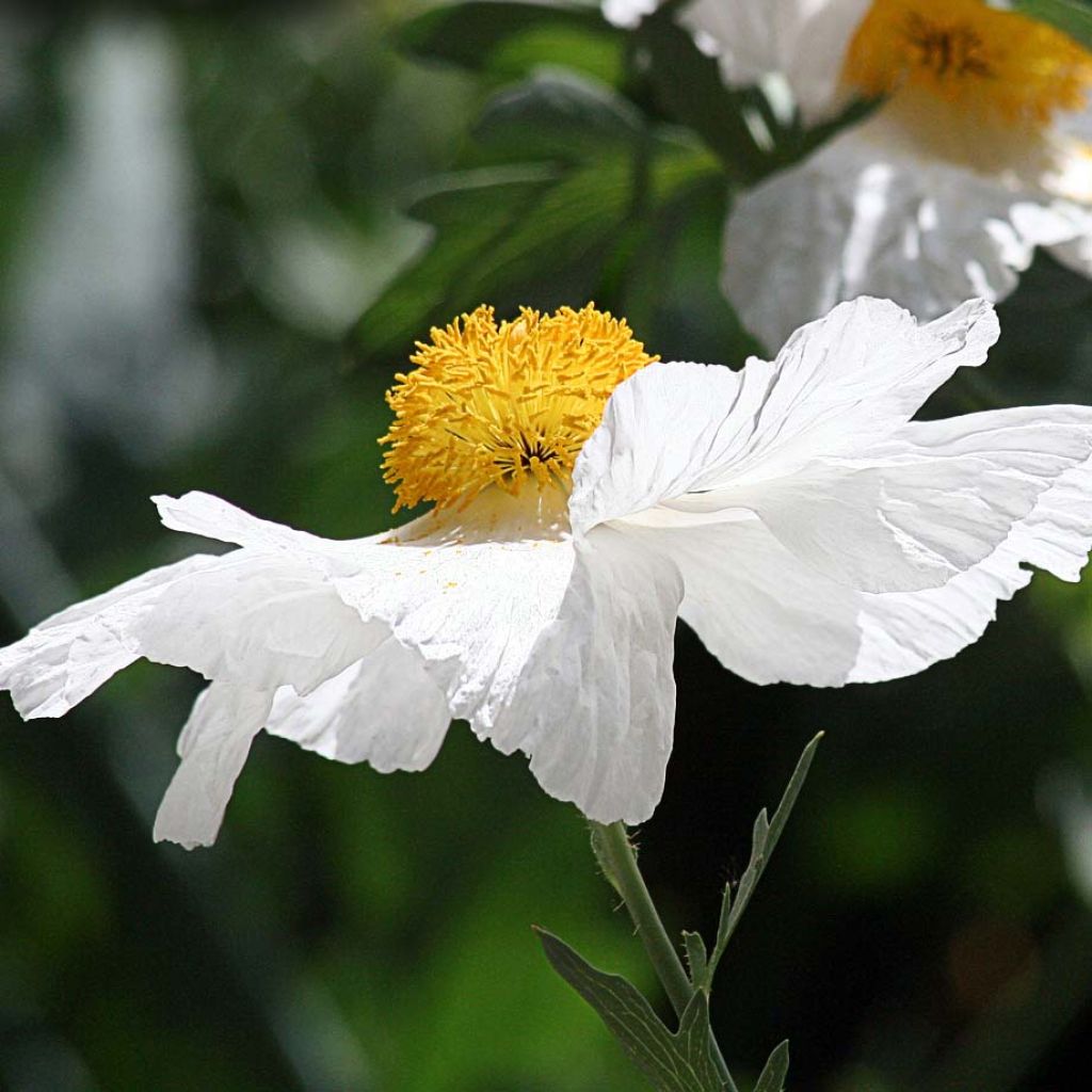 Romneya coulteri - Arbol de las amapolas