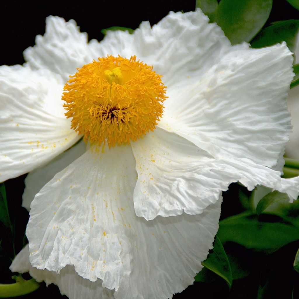 Romneya coulteri - Arbol de las amapolas