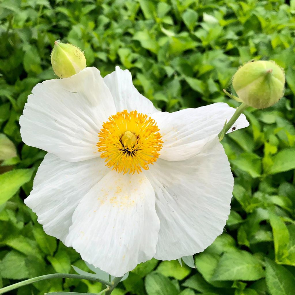 Romneya coulteri - Arbol de las amapolas