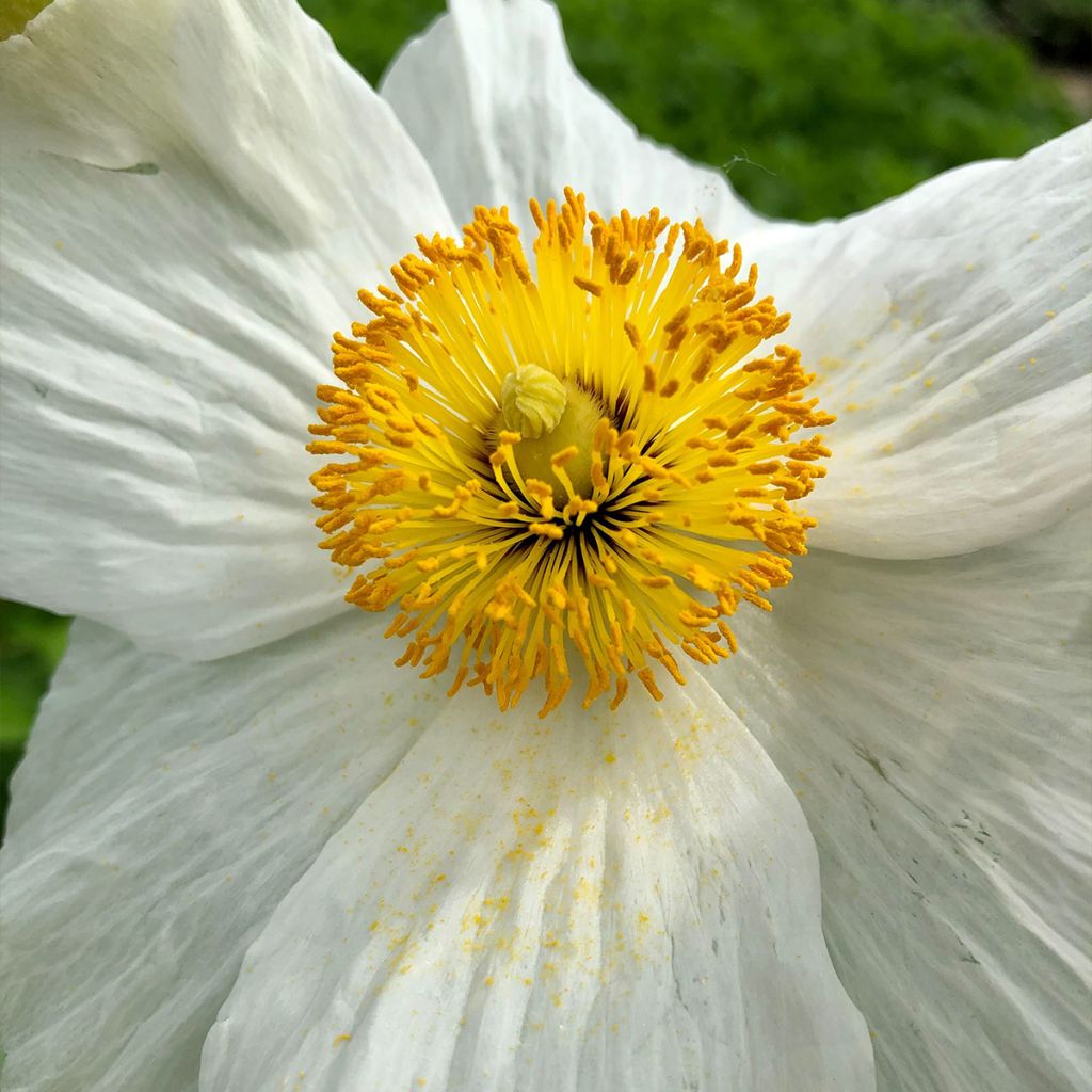 Romneya coulteri - Arbol de las amapolas