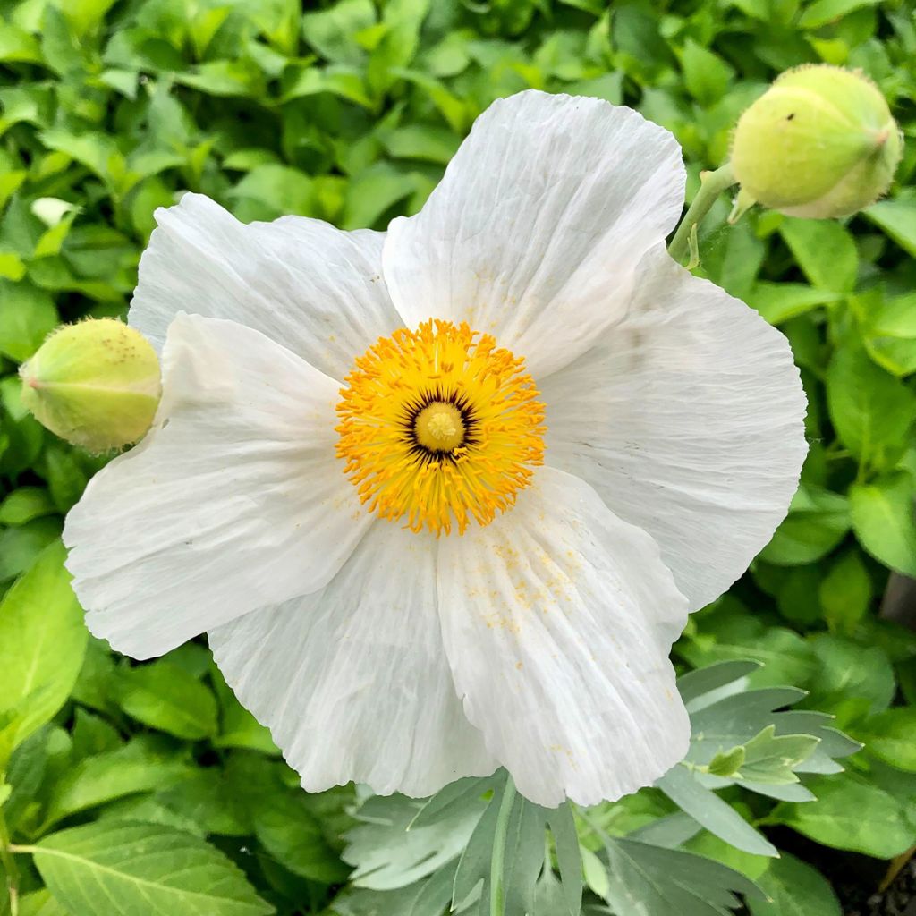 Romneya coulteri - Arbol de las amapolas