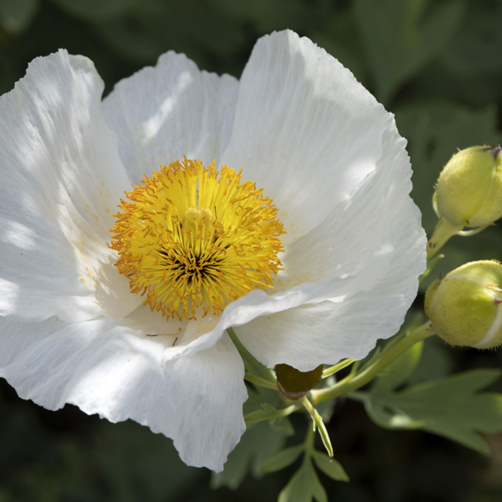 Romneya coulteri - Arbol de las amapolas