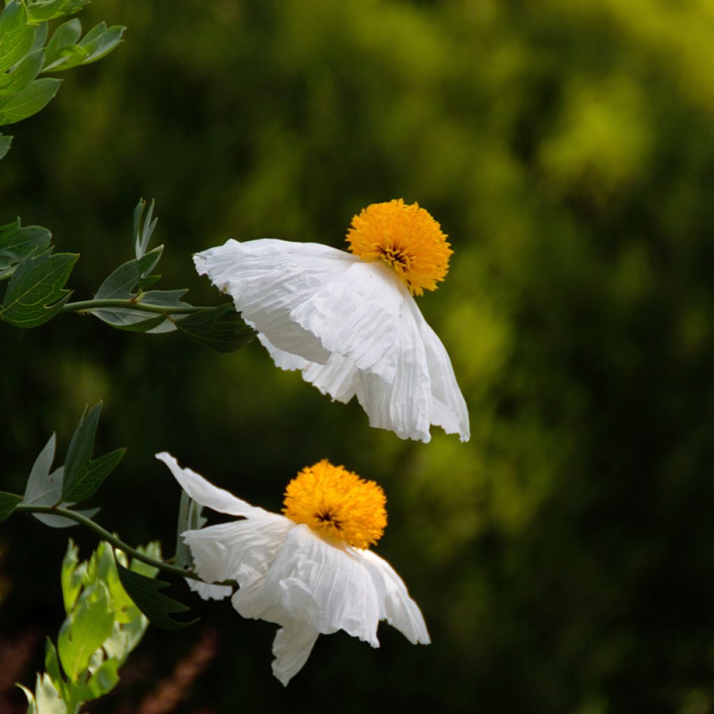 Romneya coulteri - Arbol de las amapolas