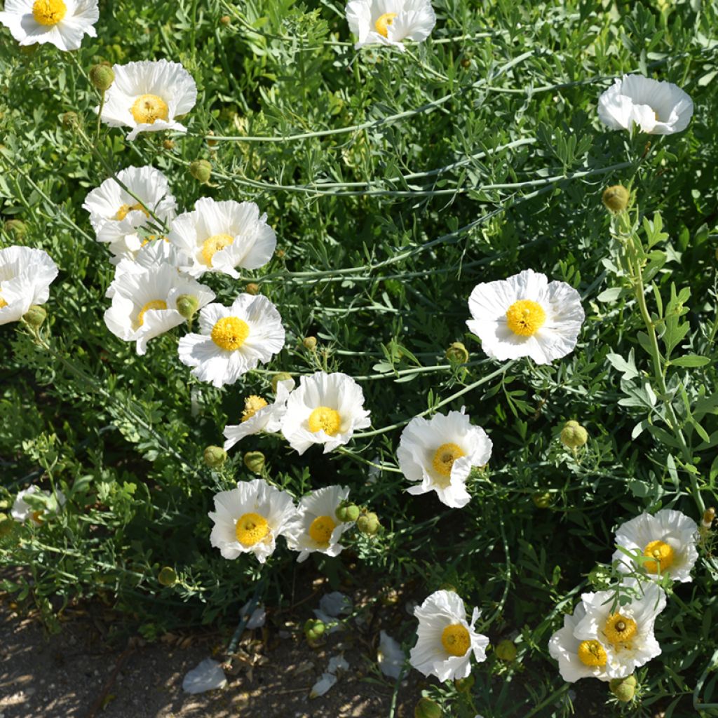 Romneya coulteri - Arbol de las amapolas