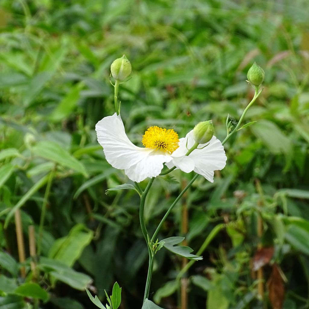 Romneya coulteri - Arbol de las amapolas