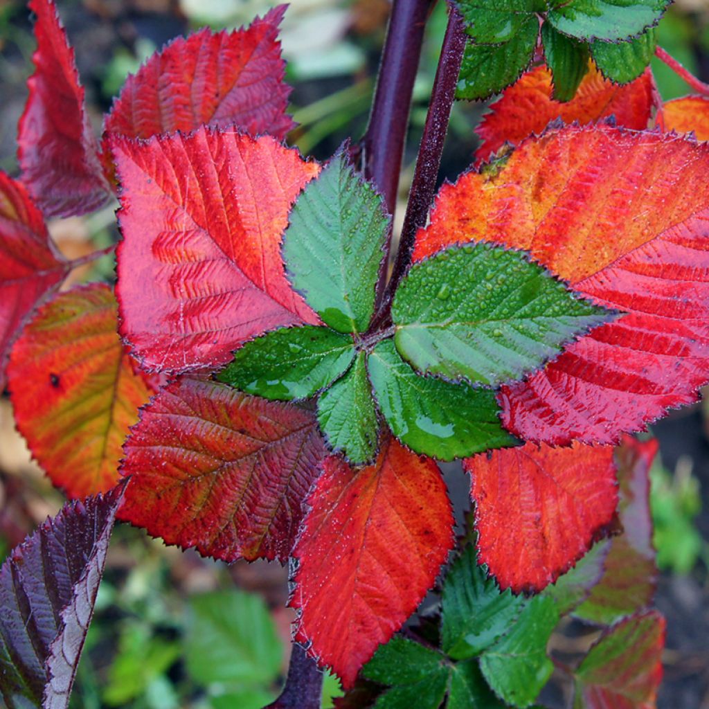 Ronce commune - Rubus fruticosus