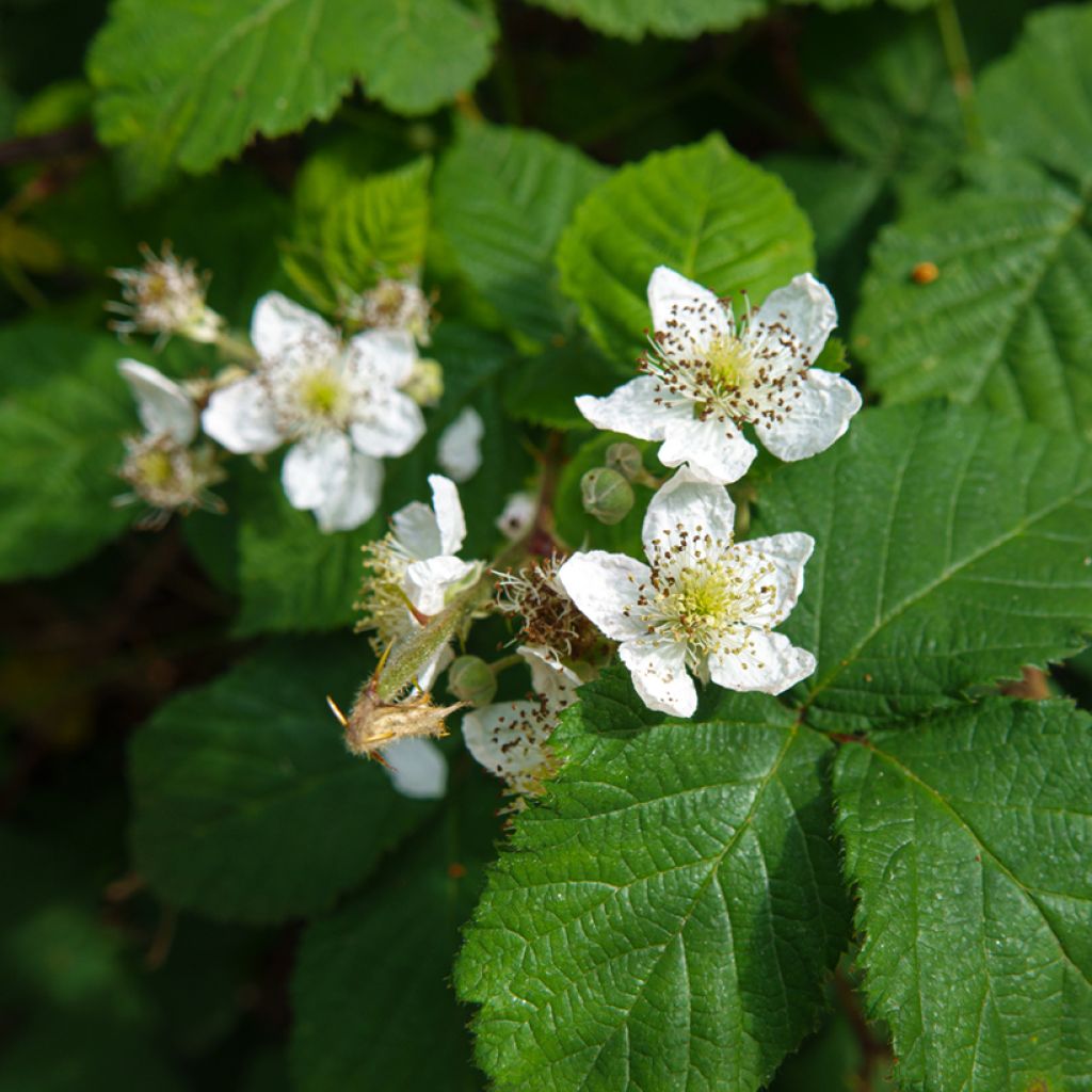 Ronce commune - Rubus fruticosus