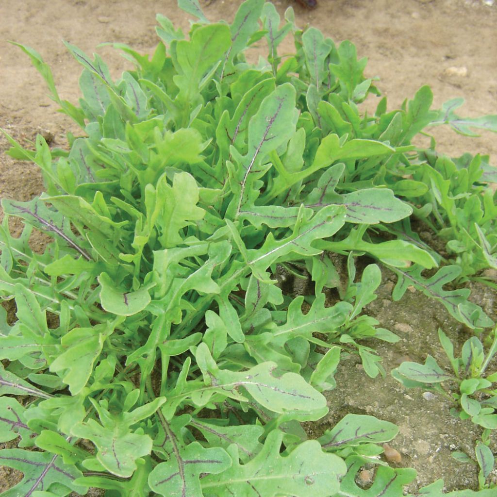 Roquette Dragons Tongue