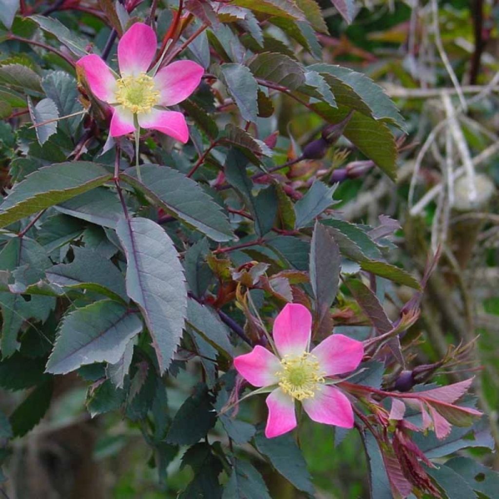 Rosa glauca